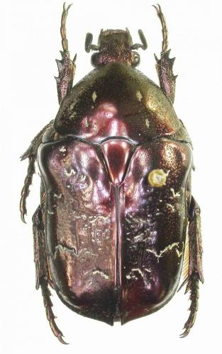 Réf. 233 580 : Liocola marmorata